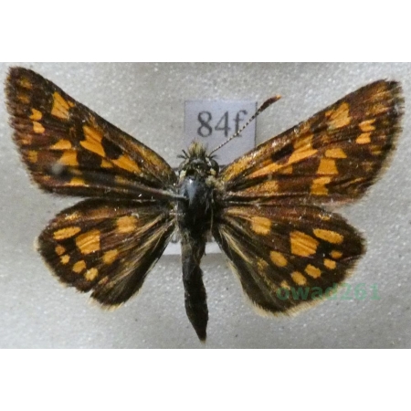 Carterocephalus palaemon (Pallas, 1771) Kosternik palemon Czech84f